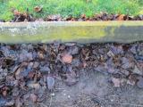 image of grave number 369017
